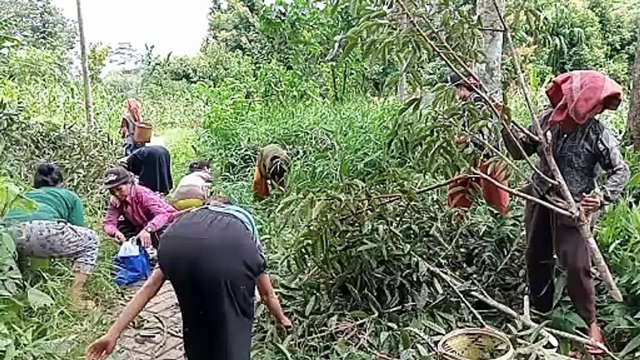 Perempuan Adat Hinas Kiri Panen Kambayau