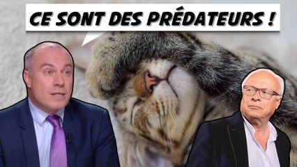 Les écolos veulent abattre nos chats et nos chiens ! (Bercoff, Gemenne)