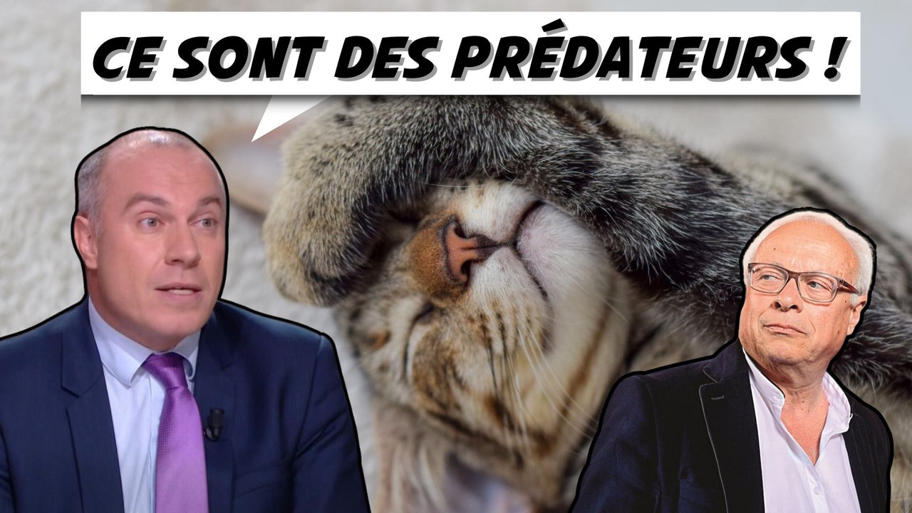Les écolos veulent abattre nos chats et nos chiens ! (Bercoff, Gemenne)