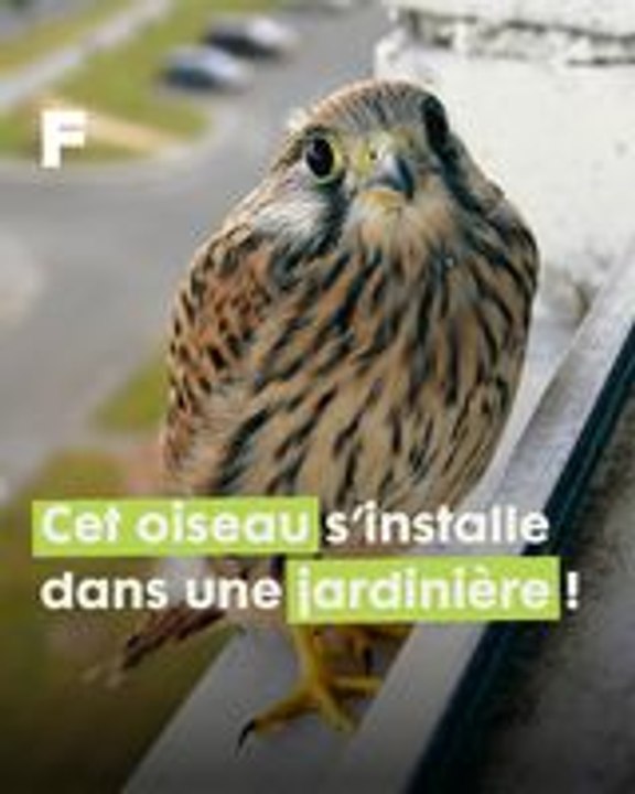 Une Pragoise accueille une famille de faucons crécerelles sur son rebord de fenêtre !
