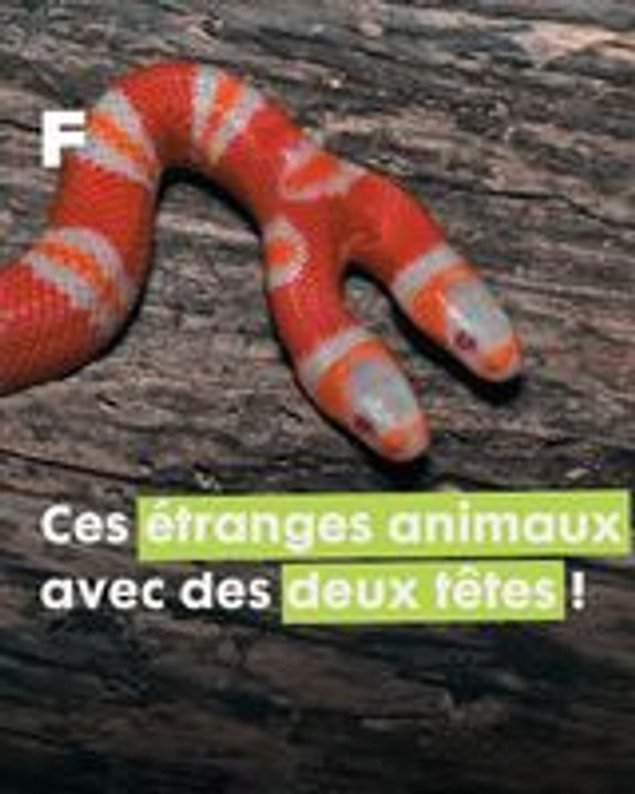 Polycéphalie : Ces animaux à deux têtes qui défient les lois de la nature !