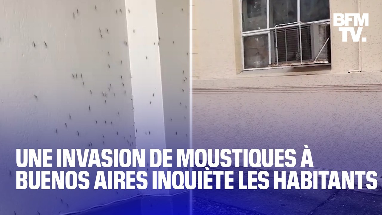 Argentine: Buenos Aires envahie par des nuées de moustiques