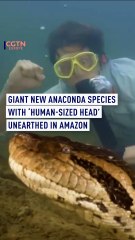 Giant new anaconda species with ‘human sized head’ unearthed in Amazon