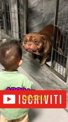 CUCCIOLO ADOTTATO 