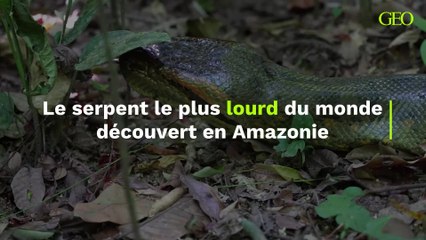 Une nouvelle espèce d'anaconda géant, le serpent le plus lourd du monde, découverte dans la forêt amazonienne