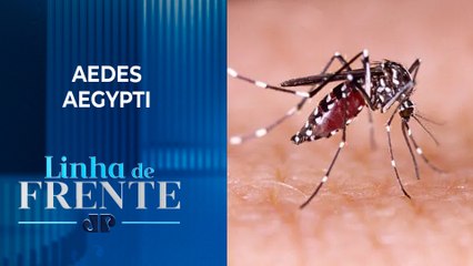 Dengue: Saiba medidas para evitar proliferação do mosquito | LINHA DE FRENTE