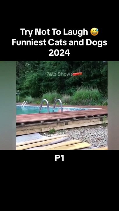 Try Not To Laugh  Funniest Cats and Dogs 2024 Part 1 funny #cats #dogs #animals #funny dogs #funny cats #funny animals #funny videos