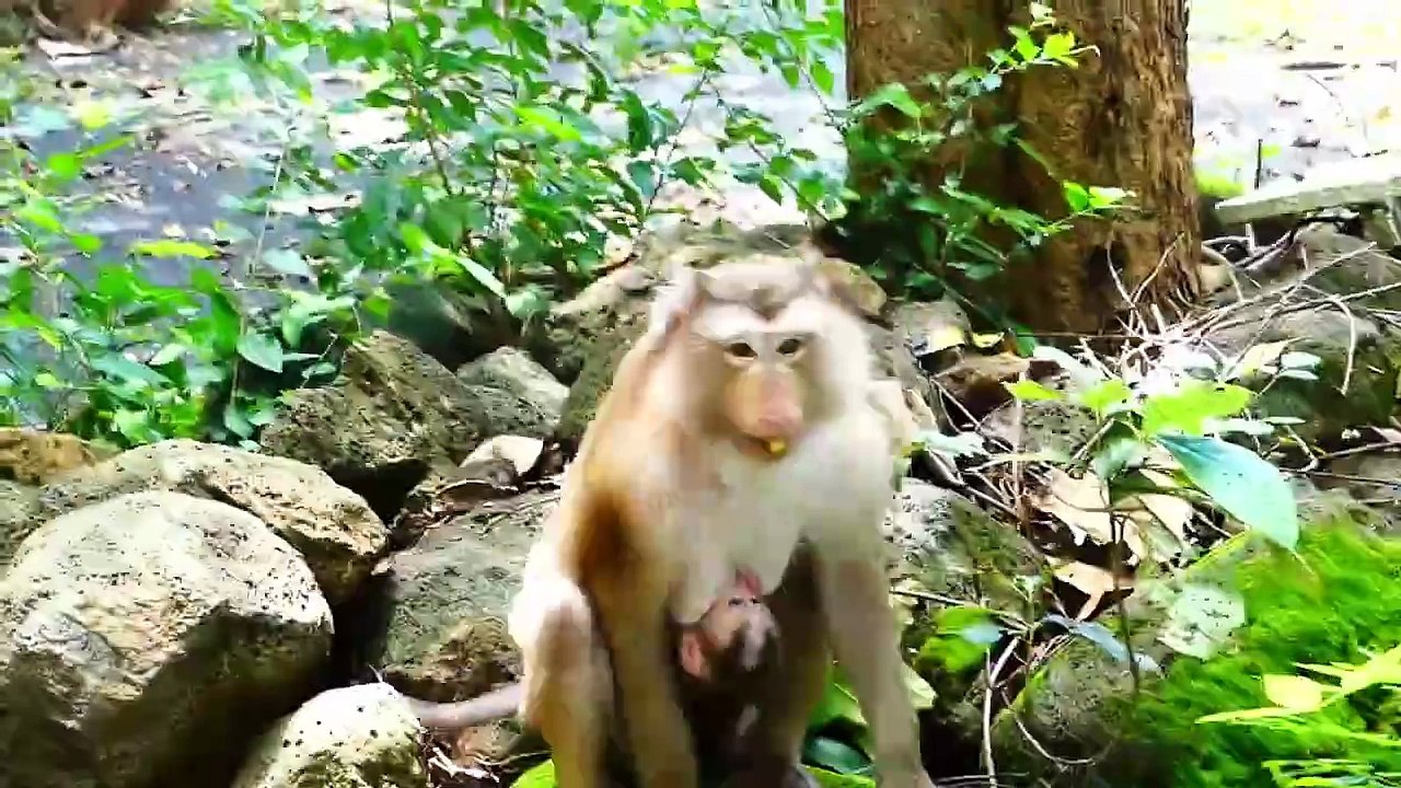 Tiniest baby Monaco fall from high rock to hit the hard rock below, Monaco try harder to hang up (720p_25fps_H264-192kbit_AAC)