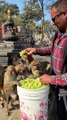 Man Feeds Monkeys a Bucket Full of Grapes
