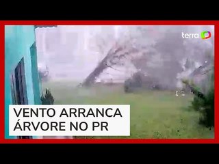 Vento arranca árvore durante tempestade no Paraná
