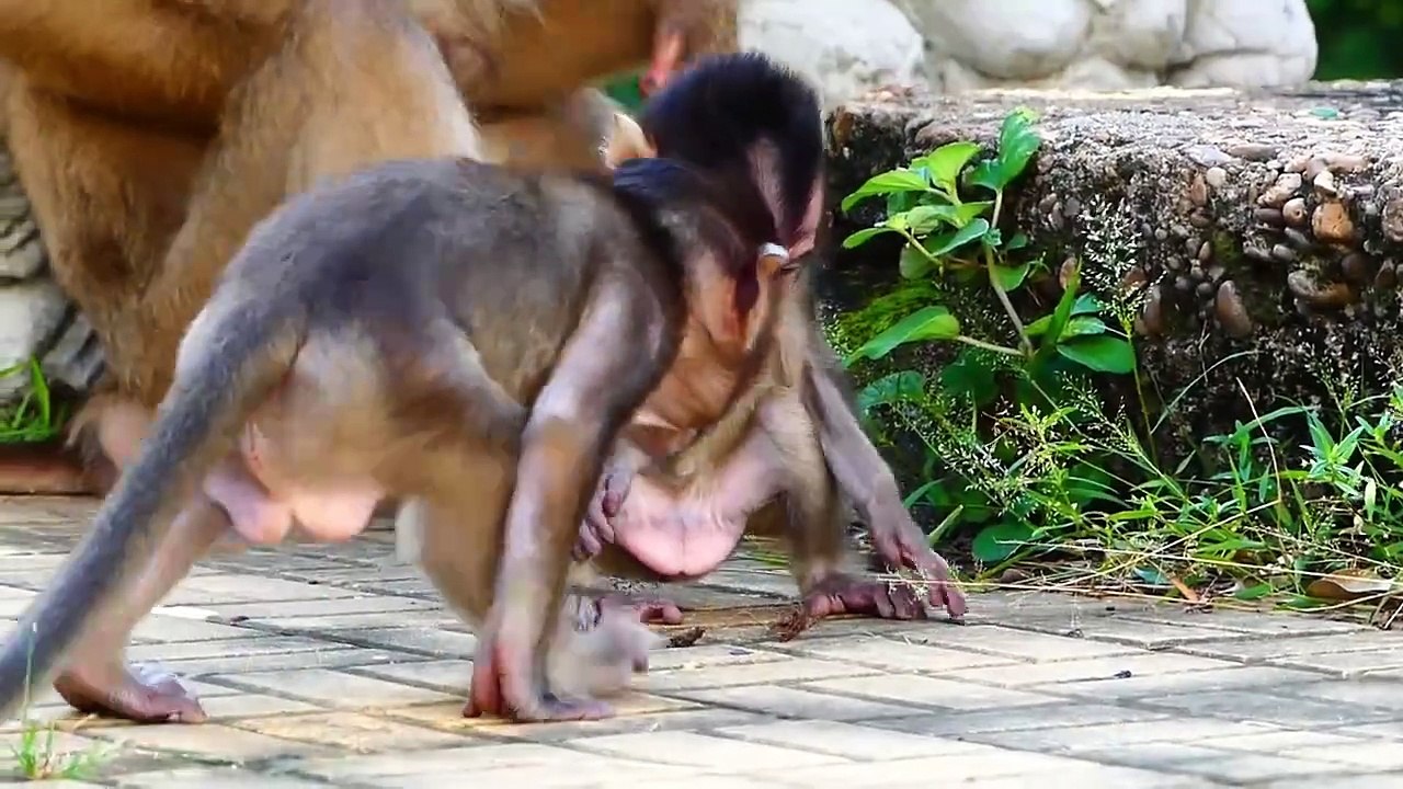 Tiniest Baby Tessa Gets Scared Of Two Female Monkeys Warning, Tessa Shows Scary Face (720p_25fps_H264-192kbit_AAC)