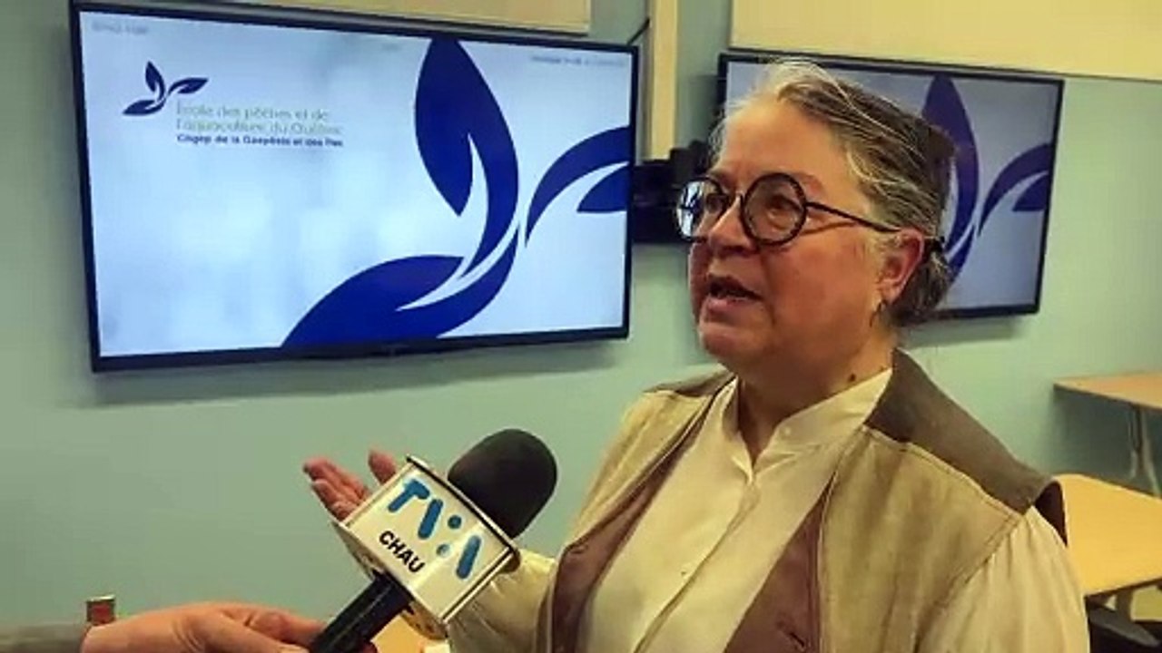 Chasse au phoque : beaucoup de pain sur la planche