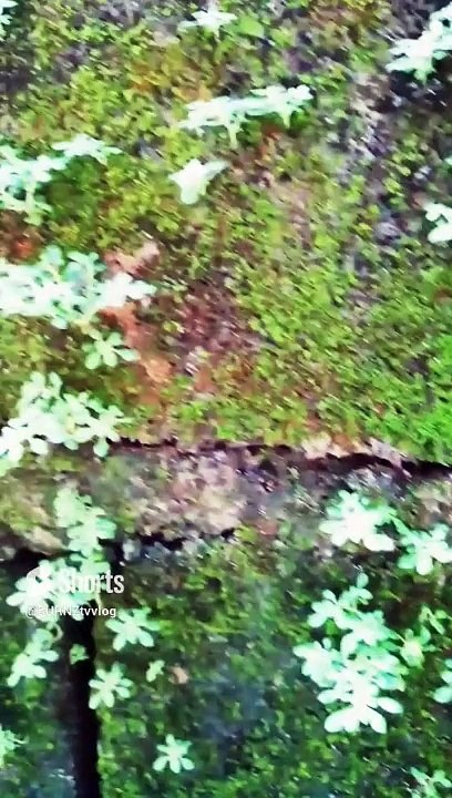 NATURE LOVER
