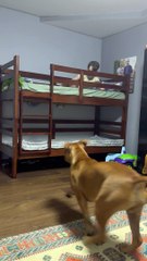 Dog Climbs Onto Top Bunk To Be With His Favorite Human