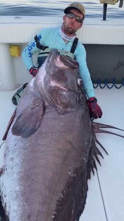 Spectacular huge Warsaw grouper 2024