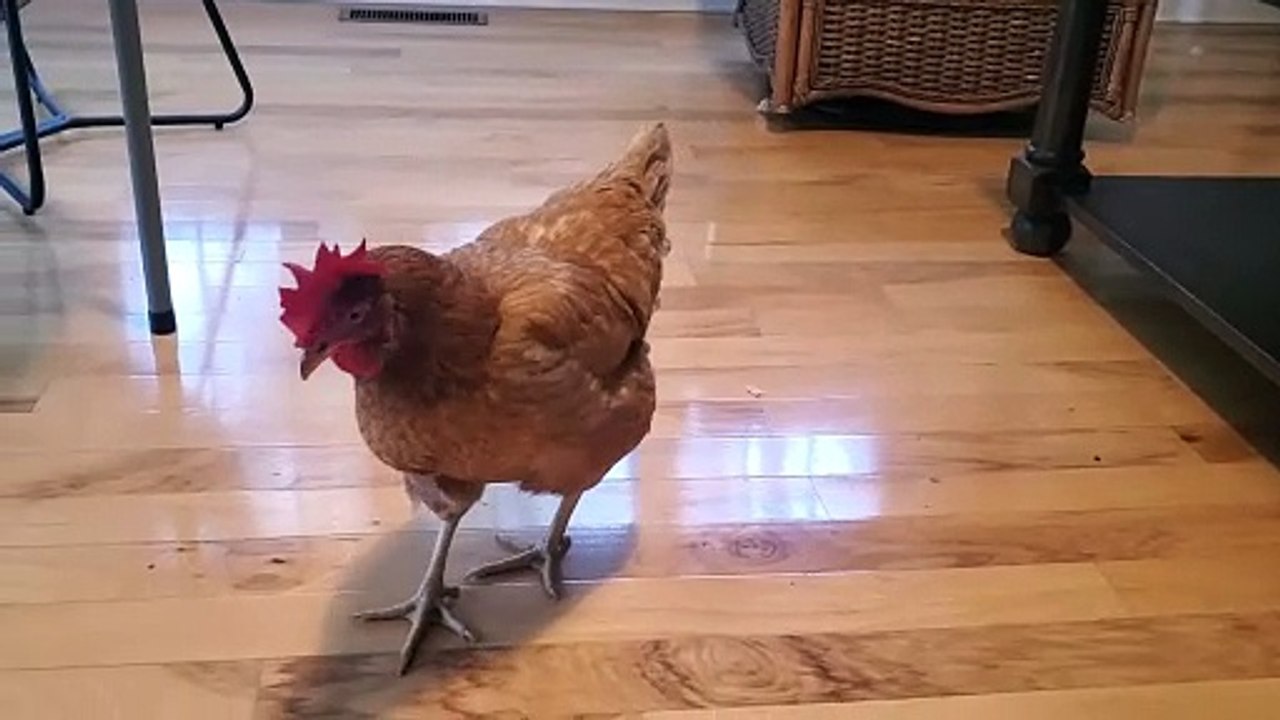 Poopy limping badly - 20240226