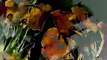 The Garden of Earthly Delights (Stan Brakhage, 1981) Blu-ray Criterion Collection