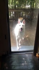 German Shepherd Opens the Door For Her Friends