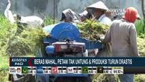 Beras Mahal, Petani di Lumajang Keluhkan Produksi Turun Drastis