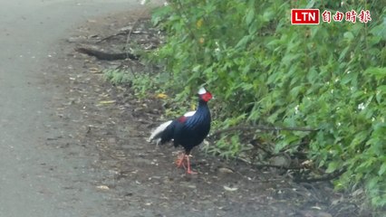海拔300公尺赤科山道路 保育類藍腹鷴現蹤