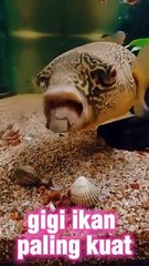 the strongest fish teeth