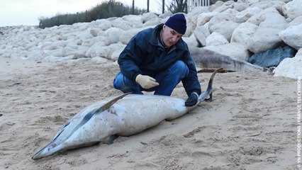 Bande annonce "Dauphins sous haute surveillance"