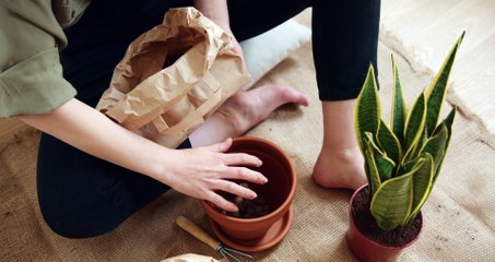 Préparation semis en pot