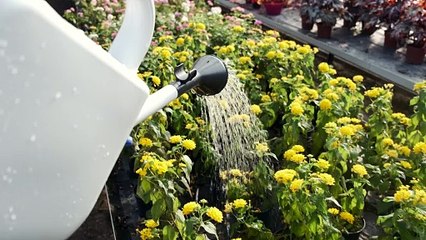 arrosage des plantes