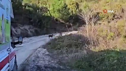 Köpekleri uyuşturucu iğne vurup ölüme terk eden şüpheliler yakalandı!