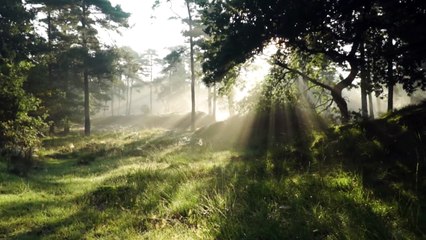Landscape shot of sun ray in the forest