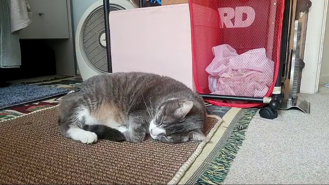 1 Hour Cat Livestream No Music Natural Sound