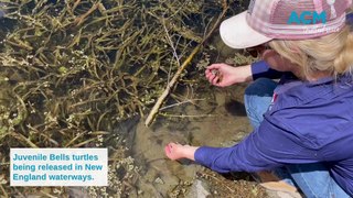 Glen Innes Examiner Bells Turtle Release 2024