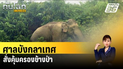 ศาลบังกลาเทศสั่งคุ้มครองช้างป่า|ทันโลก EXPRESS  |  27 ก.พ. 67