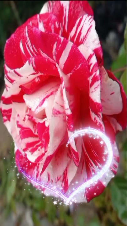 Beautiful Flowers