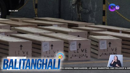 Halos 400 manok na panabong galing Amerika, ni-release na ng Bureau of Animal Industry matapos mag-negative sa bird flu | BT