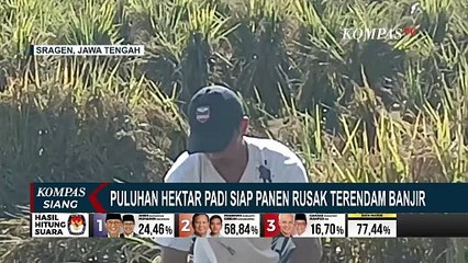 Скачать видео: Petani Merugi, Puluhan Hektar Padi Siap Panen Rusak Terendam Banjir