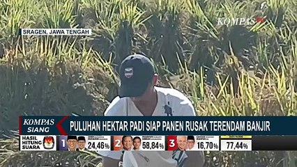 Petani Merugi, Puluhan Hektar Padi Siap Panen Rusak Terendam Banjir