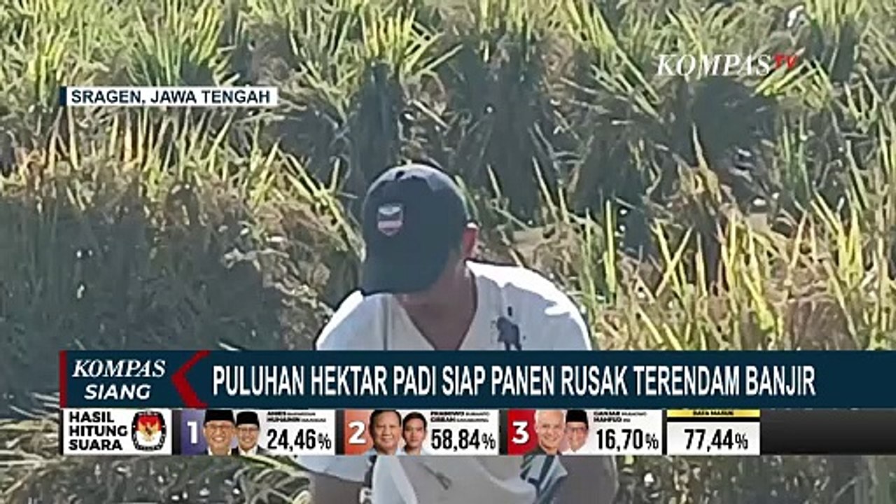 Petani Merugi, Puluhan Hektar Padi Siap Panen Rusak Terendam Banjir