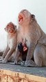 Funny Cute Baby Monkey Shorts, Funny Honuman Reels, Funny Monkey Shorts, Animal Movie, Mankey Short film #Animals#Viralmonkey