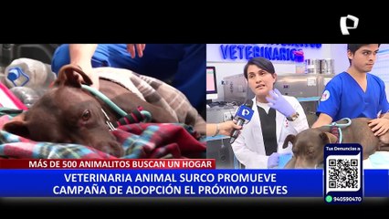 Miraflores: vecinos, serenos y veterinarios rescatan a perrita abandonada