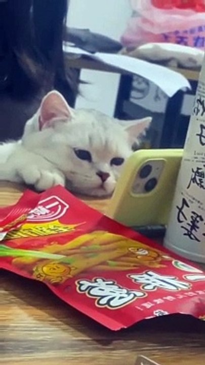 crazy animals from internet pt.7