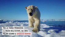 Giornata dell'orso polare: il grande predatore dei ghiacci è sempre più a rischio