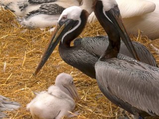 Berlin: Schwules Pelikan-Pärchen bekommt süßen Nachwuchs