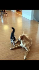 Just siblings things