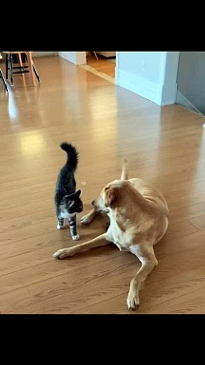 Just siblings things