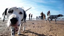 60 Dalmatians take over St Anne's beach