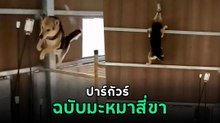 ที่สุดของ หมาไต่ผนัง ทำคอกทำกรงไว้คงเอาไม่อยู่ จะไต่ผนังเก่งเกินไปแล้ว