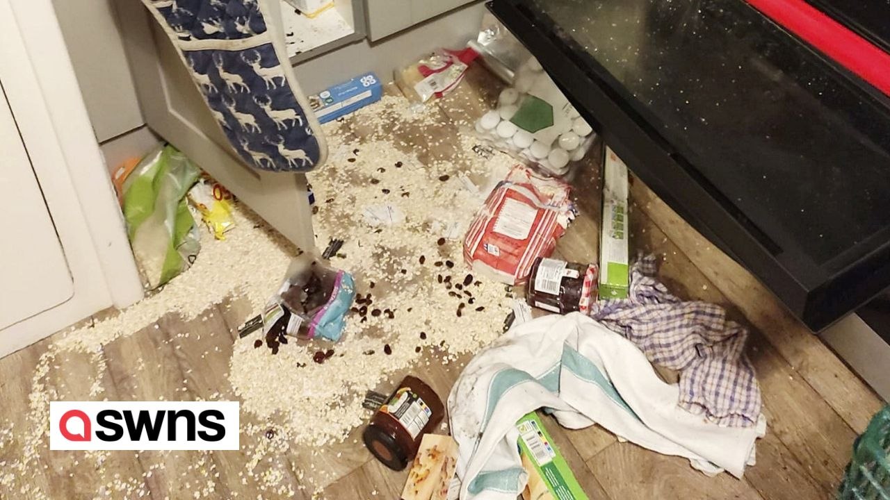 Dachs verursachte 5.000 Pfund Schaden bei „Goldlöckchen'-ähnlichem Überfall auf ein Landhaus