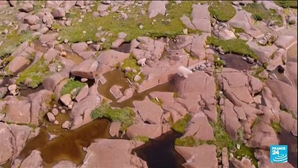 L'ours polaire, un animal érigé en étendard du changement climatique