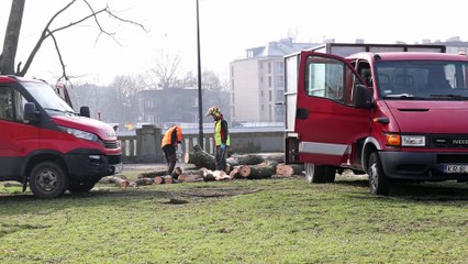 Kraków - wycinka i przygotowania pod budowę kładki nad Wisłą